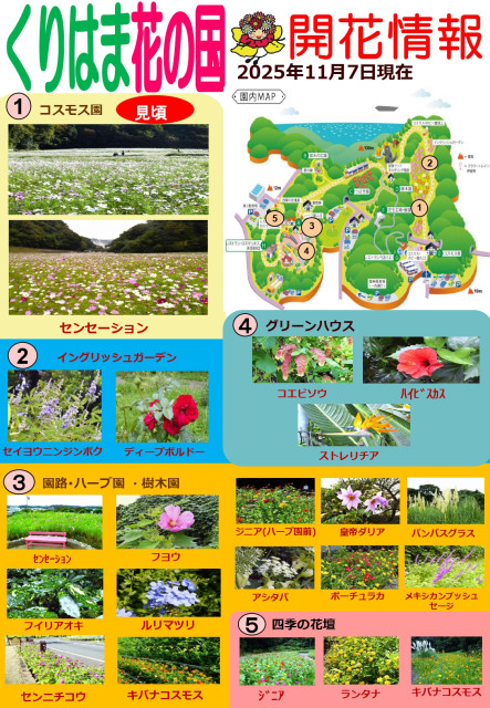 横須賀くりはま花の国・11/7～開花情報